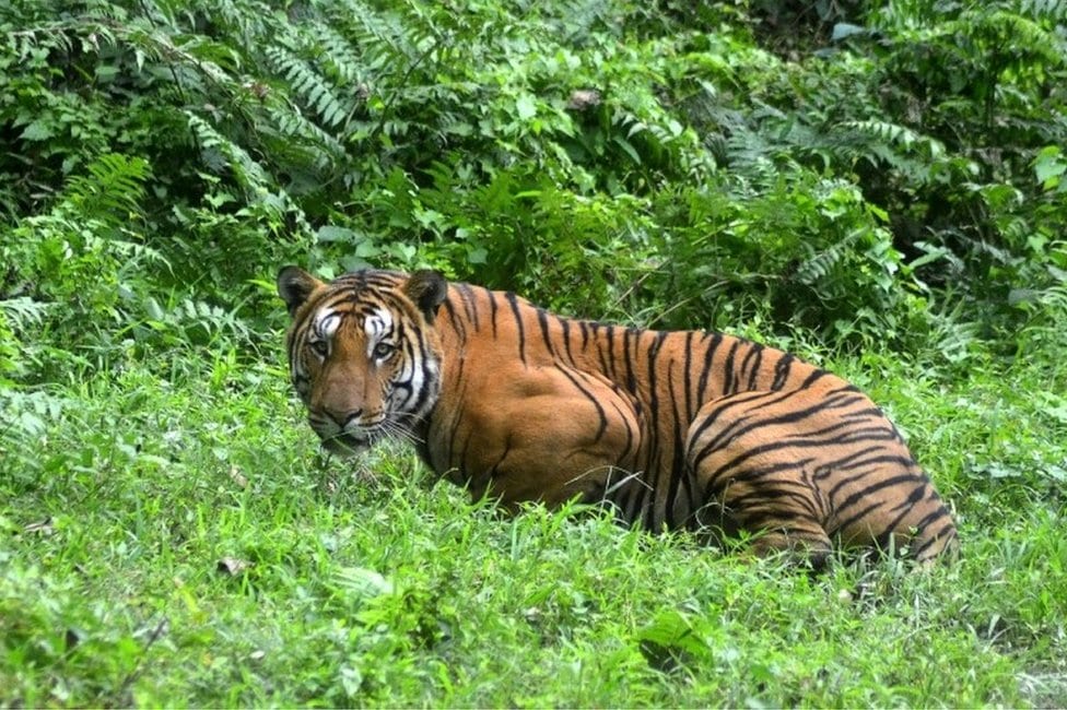 Kaziranga park prirode u Indiji