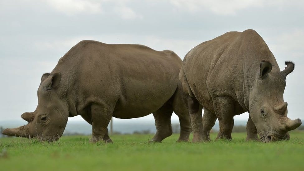 Ženke belog nosoroga Nadžin i Fatu