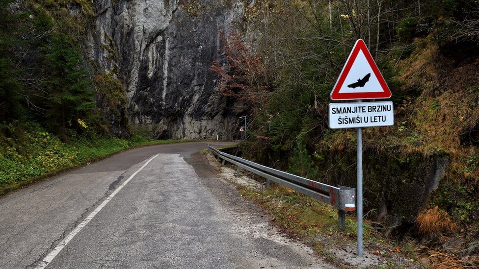 Bosna i Hercegovina: Šišmiši imaju prvi saobraćajni znak 1 Znak na putu