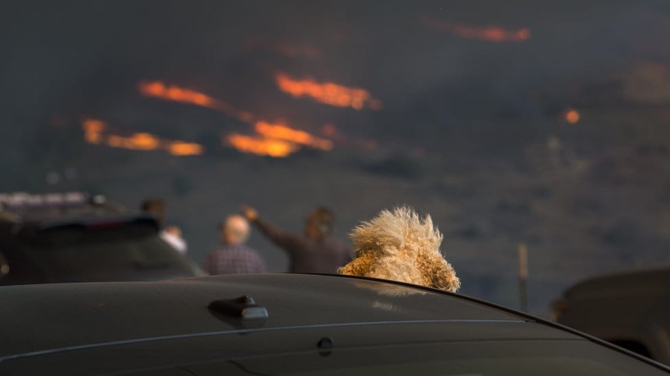 Pas iz automobila posmatra požar u Vulsiju