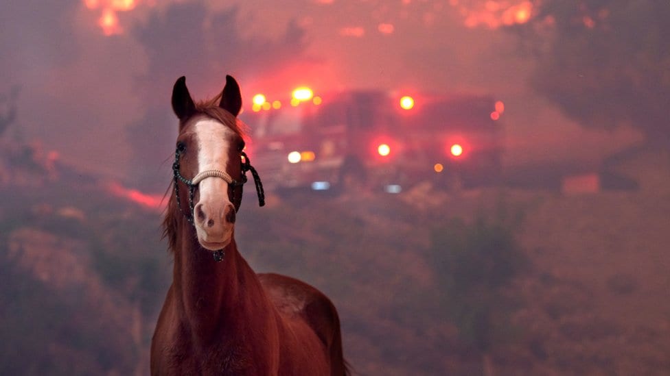 Preplašeni konj u Vulsiju, Kalifornija