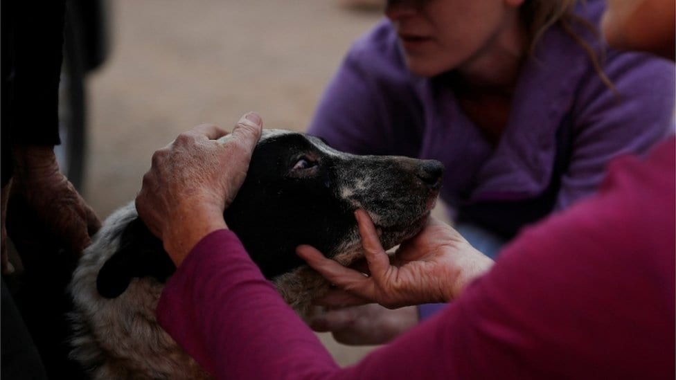 Veterinarka Doun Alvs pomaže opečenom psu