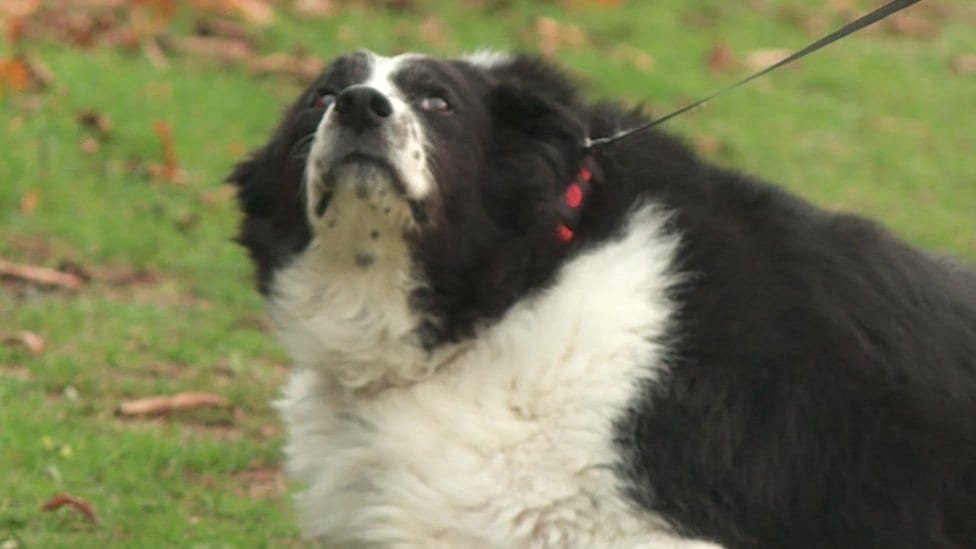 Upoznajte psa koji je „predebeo za kućicu" 1 Buper de Vuper