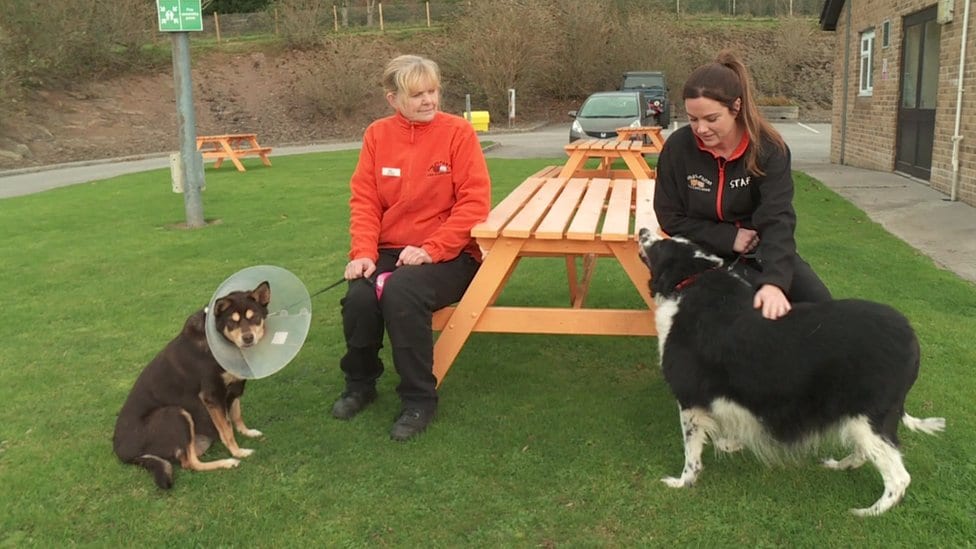 Upoznajte psa koji je „predebeo za kućicu" 3 Heti de Feti i Buper de Vuper