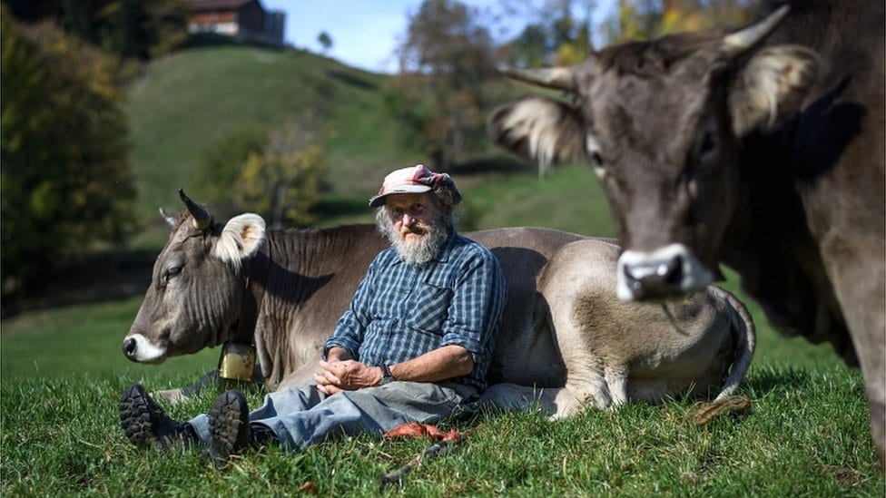Farmer Armin Kapaul zahteva zabranu skidanja rogova kravama