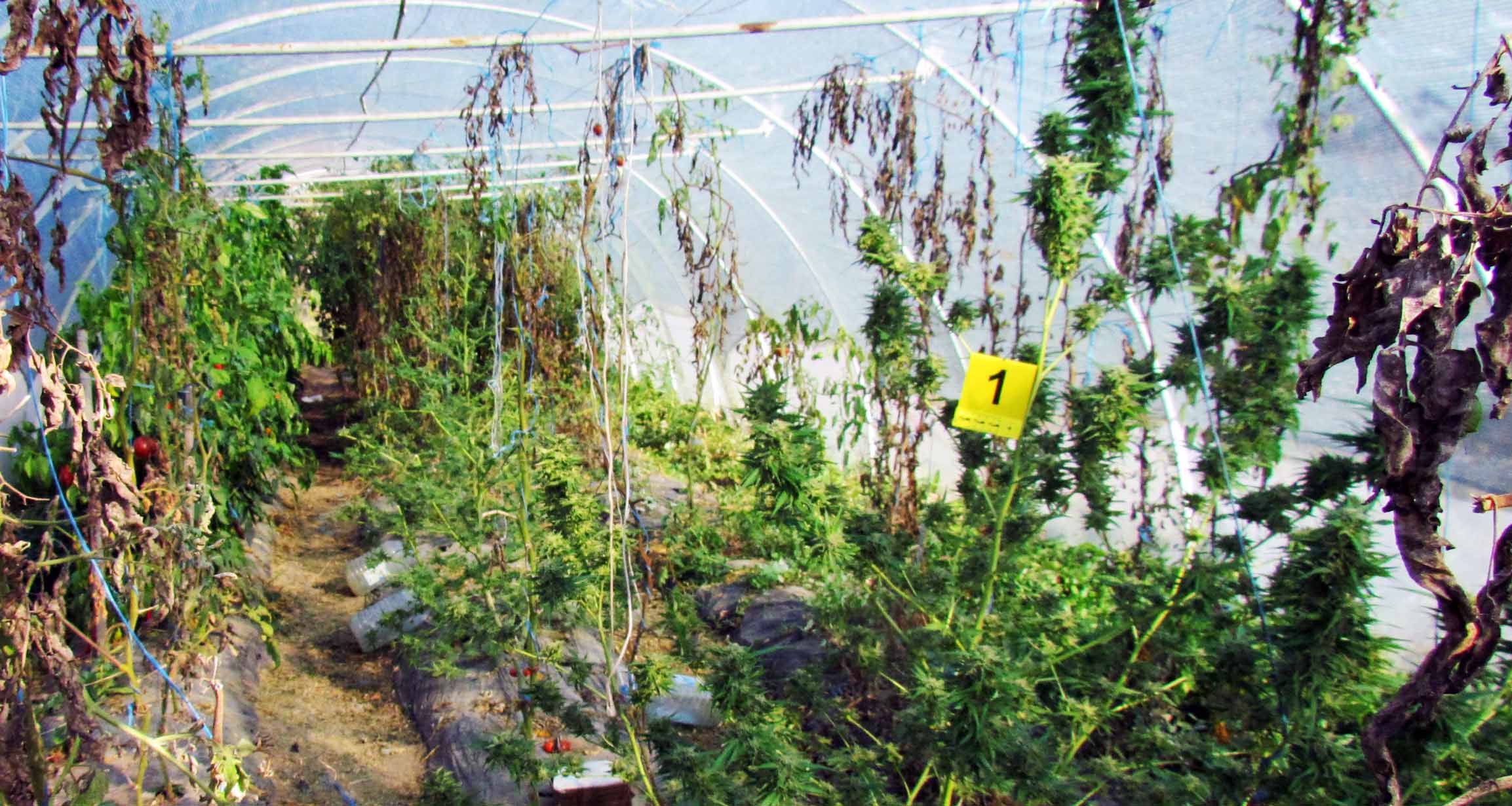 Uhapšeno 28 osoba zbog trgovine narkoticima i oružjem 2 Uhapšeno 28 osoba zbog trgovine narkoticima i oružjem 2