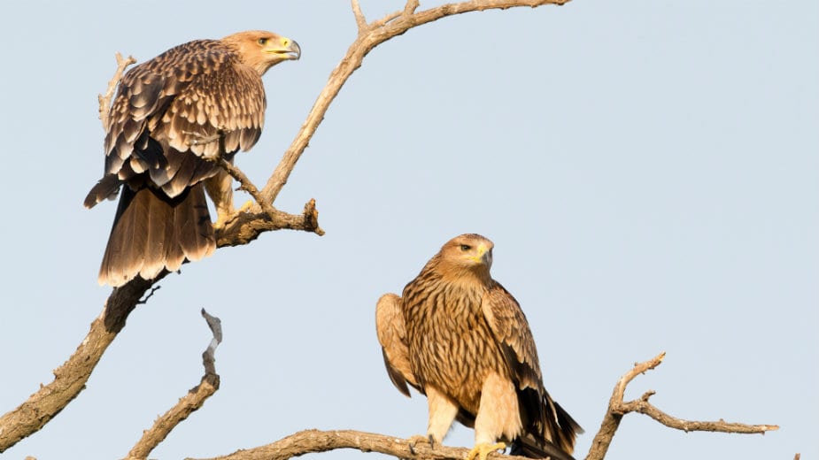 Društvo za zaštitu ptica: U Srbiji još dva gnezdeća para ugroženog orla krstaša 1