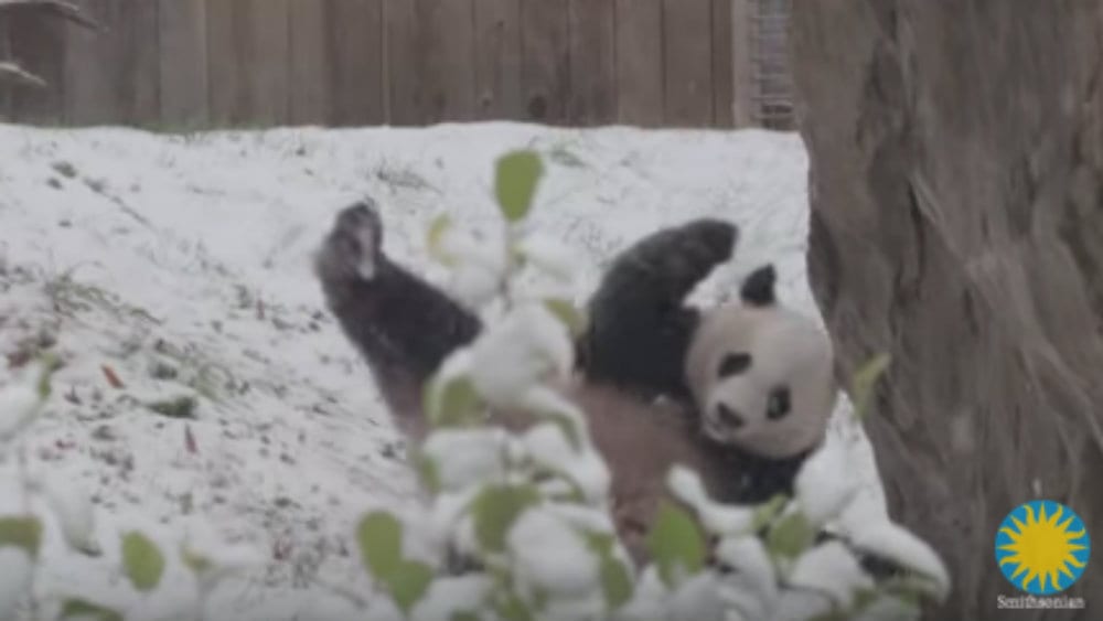Niko se ne raduje prvom snegu kao pande (VIDEO) 1