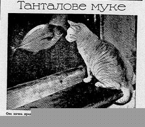 Stanovnici Marsa napali Ameriku 3