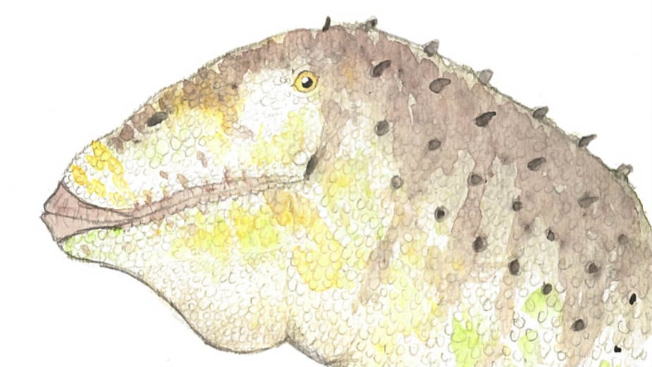 U Argentini otkrivena nova vrsta dinosaurusa 1