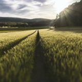 Ovogodišnji prinosi pšenice u Toplici od tri i po do četiri tone po hektaru 8