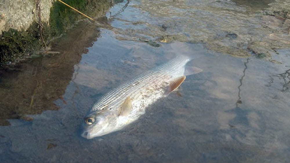 Ponovo uginuće ribe u Đetinji 1