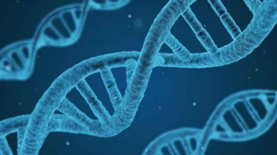 Najistraživaniji ljudski geni (2. deo) 1
