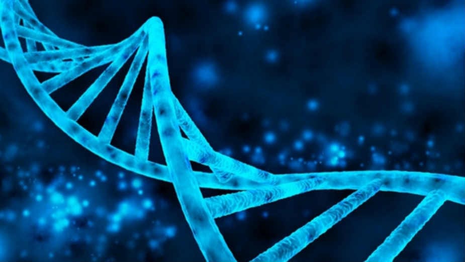 Najistraživaniji ljudski geni (4. deo) 1