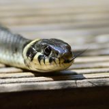 Zmija pronađena u obroku u indijskoj školi: Učenici se razboleli jer su jeli iz te posude 14