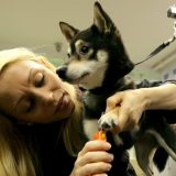 Vračar: Akcija besplatnog čipovanja i sterilizacije napuštenih pasa i mačaka 6