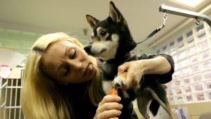 Razlozi zbog kojih je vaš ljubimac stalno ekstremno gladan 3 Razlozi zbog kojih je vaš ljubimac stalno ekstremno gladan 3