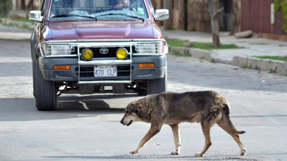 Šta da radite ukoliko automobilom udarite psa? 1