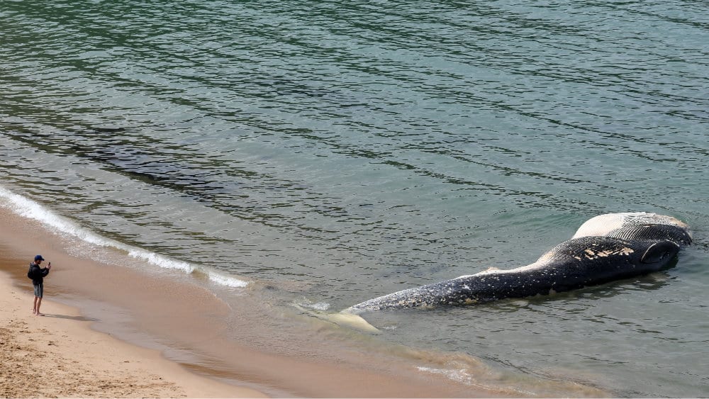 U telu kita pronađeno 40 kilograma plastičnih kesa 1
