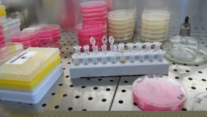 Kako izgleda potraga za istinom o veštačkoj oplodnji u zemljama EU 2