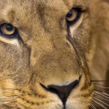 Portugal zabranjuje divlje životinje u cirkusu 6