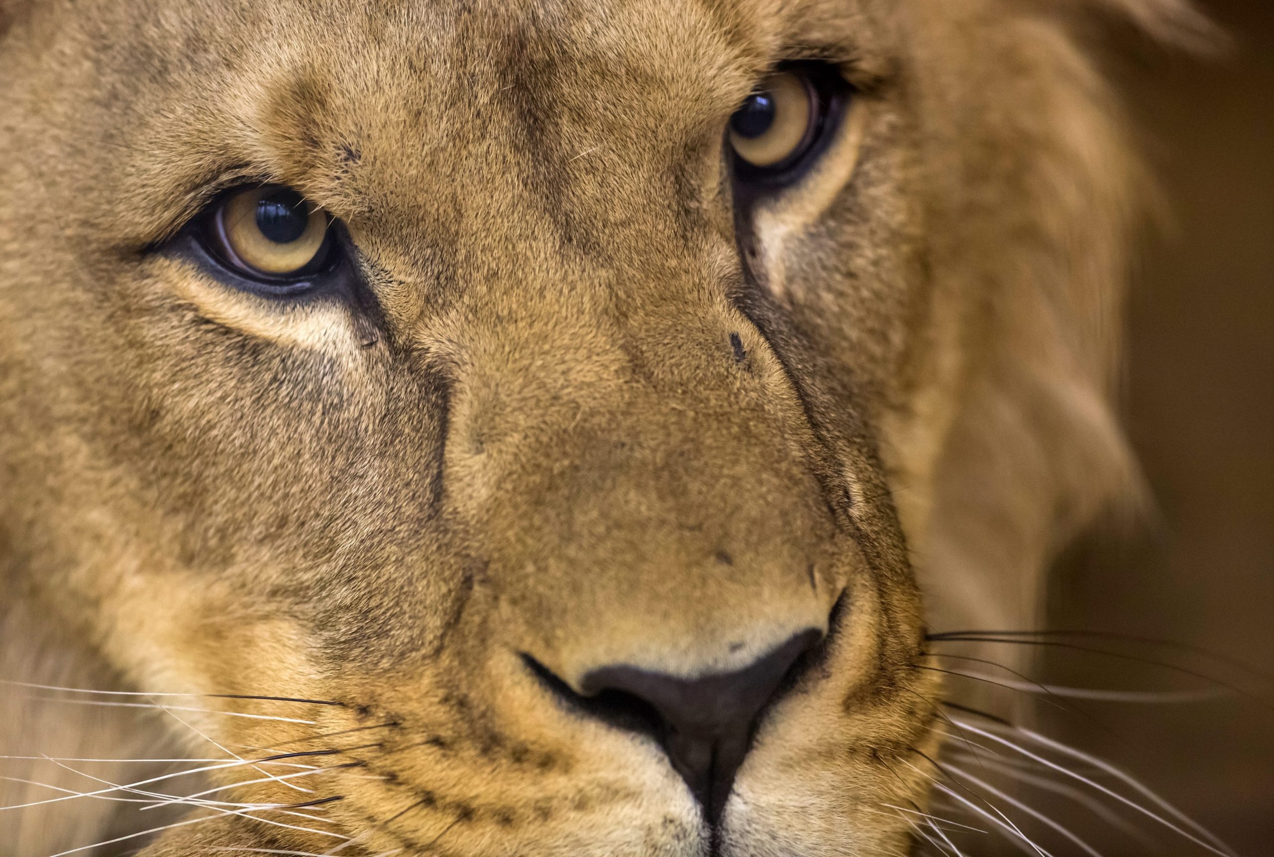 Portugal zabranjuje divlje životinje u cirkusu 1