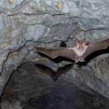 Mladunci slepog miša privremeno spasili šumu 15