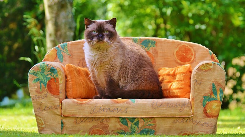 Kako pomoći mački nakon gubitka drugog ljubimca? 1