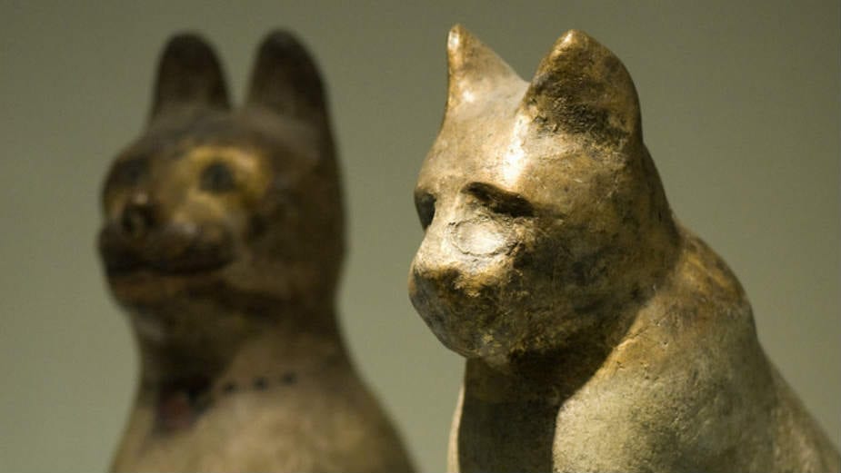 U egipatskoj grobnici pronađene mumije mačaka 1