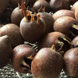 Zbog čega je mušmula plod koji je lekovit? 7