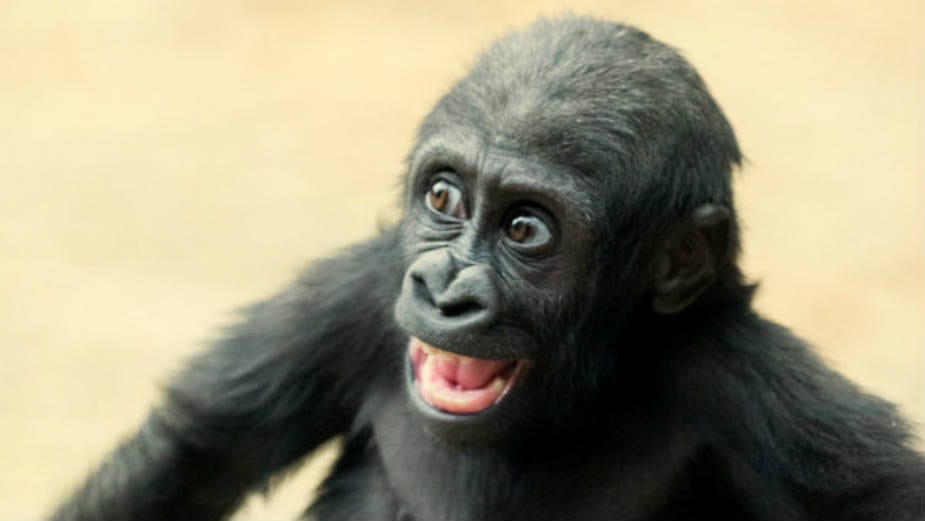 Evroposlanici za alternative naučnim istraživanjima na životinjama 1