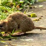 Kako se pacovi smeju? 3