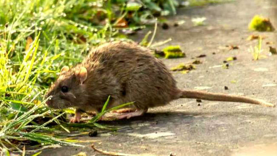 Kako se pacovi smeju? 1