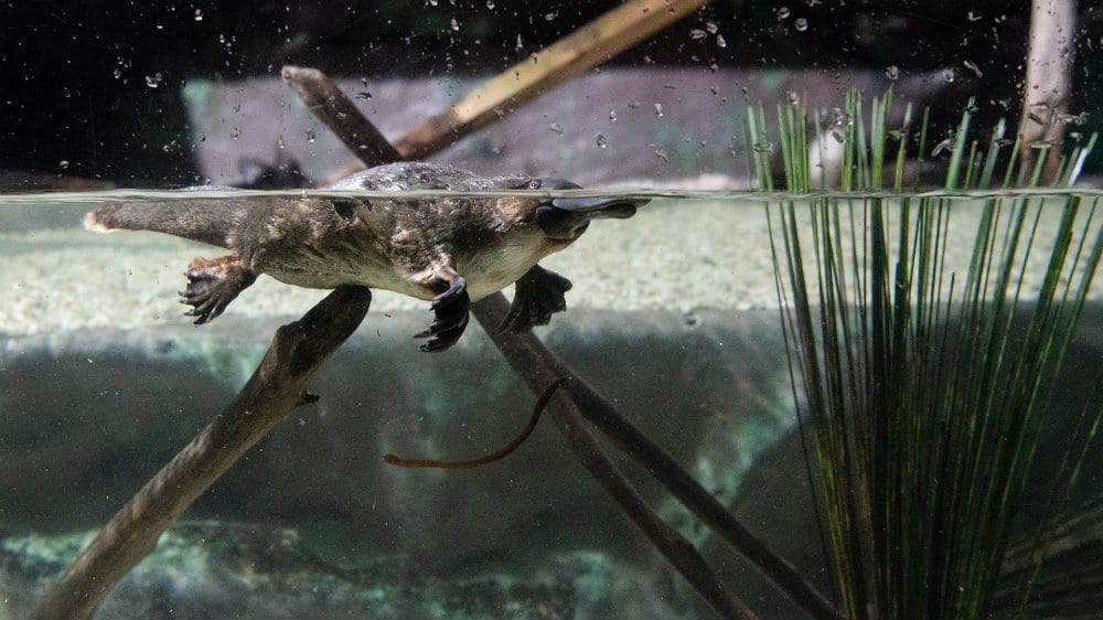 Čudnovati kljunari u vodama Melburna puni antidepresiva 1