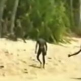 Sentinelezi: Pleme koje ne želi kontakt sa svetom 9