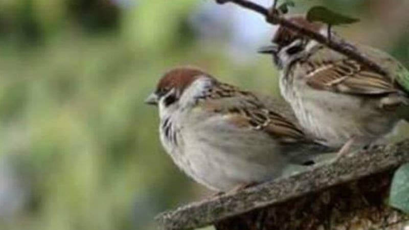 Radionica pravljenja kućica za ptice u Novom Sadu 1 Radionica pravljenja kućica za ptice u Novom Sadu 1