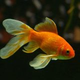 U Parizu postoji akvarijum za napuštene i ostavljene ribice 4