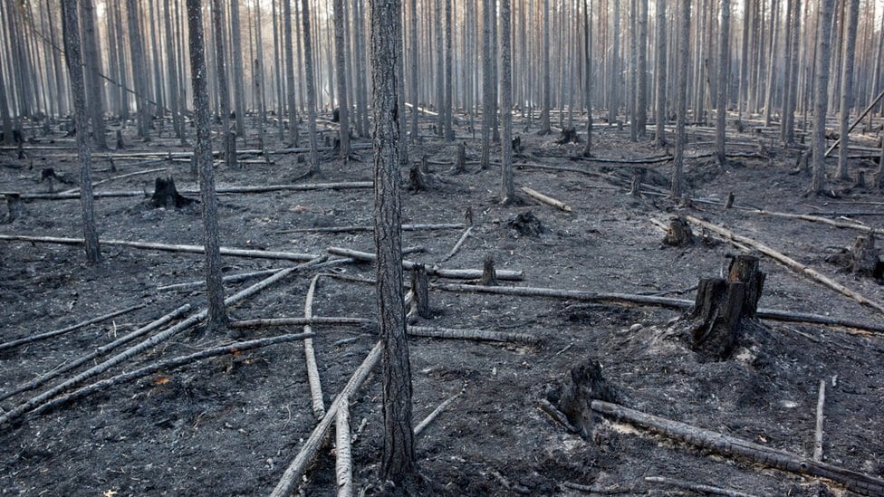 šuma nakon požara