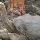 Tajna dugovečnosti kornjača sa Galapagosa (2. deo) 6