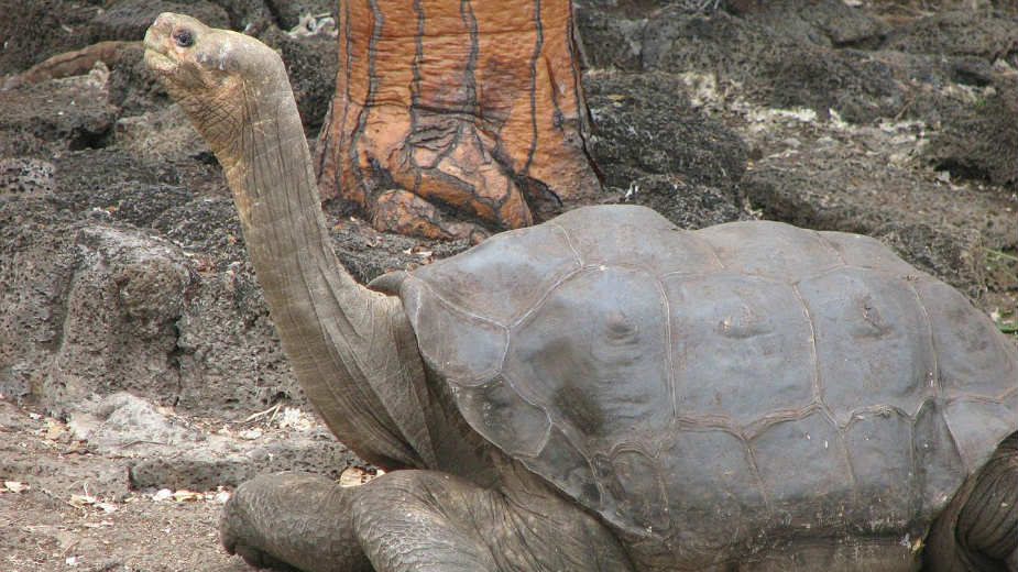 Tajna dugovečnosti kornjača sa Galapagosa 1. deo 1