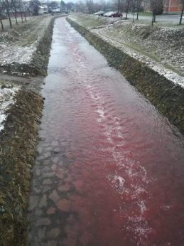 Crvena Despotovica u Gornjem Milanovcu 4