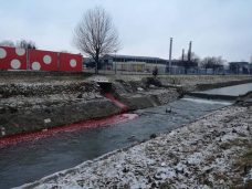 Crvena Despotovica u Gornjem Milanovcu 2