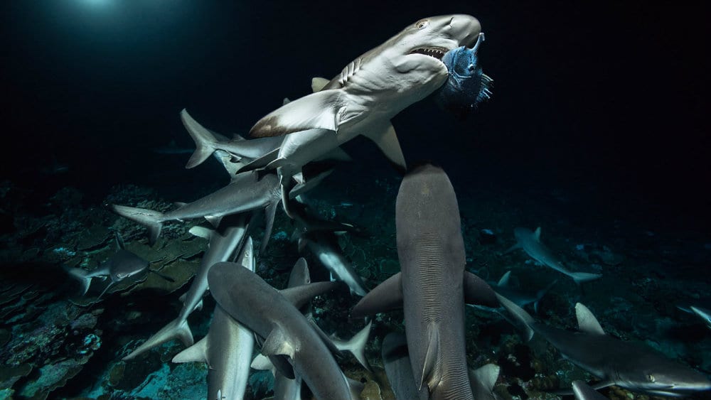 Međunarodni Festival podvodnog filma u Beogradu od 14. do 16. decembra 1