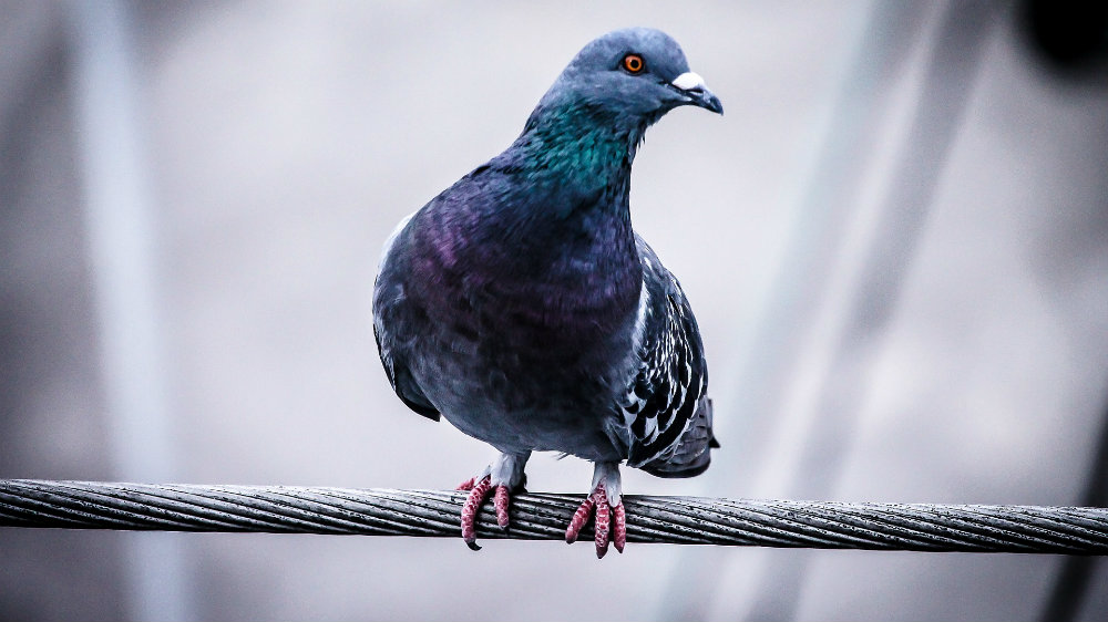 U svađi golubara u Portugalu čovek ubio tri osobe pa sebe 1