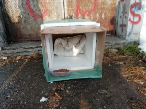 U Batajnici pokrenuta „Akcija za napuštene pse“ (FOTO) 4