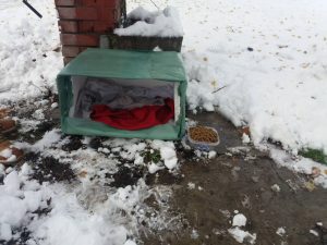 U Batajnici pokrenuta „Akcija za napuštene pse“ (FOTO) 6