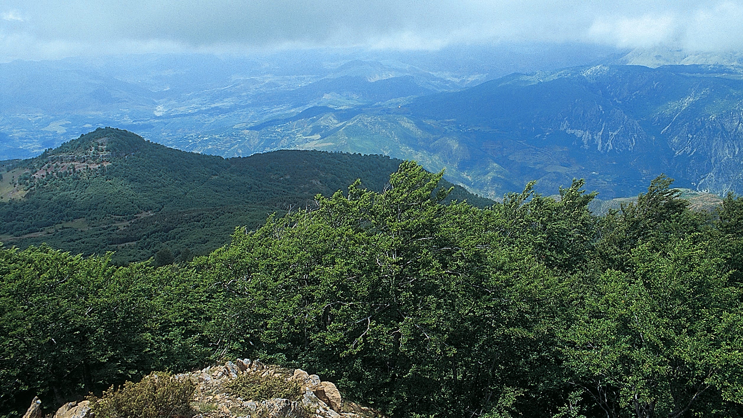 Bande s motornim testerama: Pljačka drevnih albanskih šuma 1