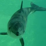 Koliko jede morska svinja da preživi zimu? 1