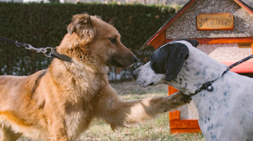 Akcija udomljavanja nezbrinutih životinja 15. decembra 1