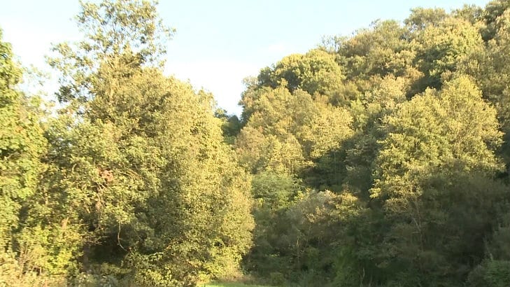 U carstvu poskoka: Bezdanicu pohode lovci na blago i ljubitelji sremuša (VIDEO) 1